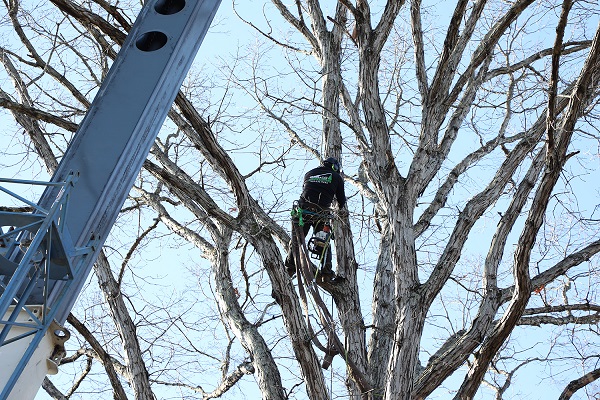 Tree Removal Gonzalez Tree Pros & Crane, Inc