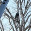 Tree Removal - Gonzalez Tree Pros & Crane, Inc