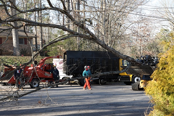 Tree Trimming Gonzalez Tree Pros & Crane, Inc