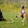 1 - Rio en honden 5 juni