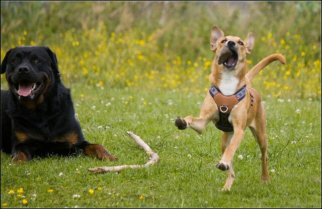 1 Rio en honden 5 juni