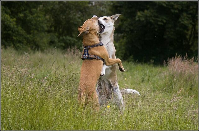4 Rio en honden 5 juni