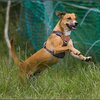 6 - Rio en honden 5 juni