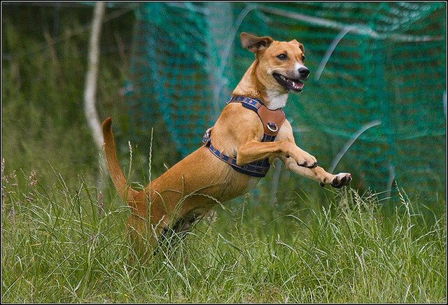 6 Rio en honden 5 juni
