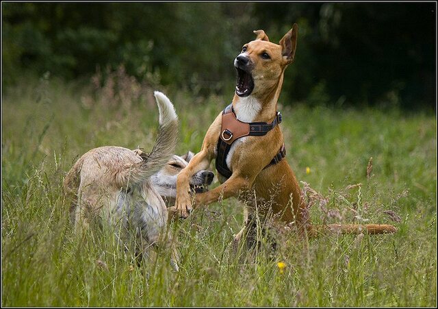 8 Rio en honden 5 juni