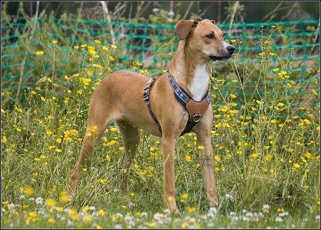 26 Rio en honden 5 juni