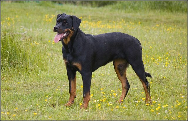 31 Rio en honden 5 juni