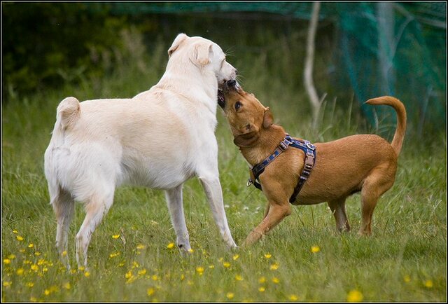 51 Rio en honden 5 juni