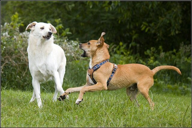 62 Rio en honden 5 juni