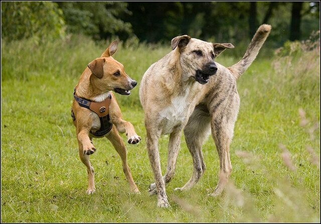 74 Rio en honden 5 juni