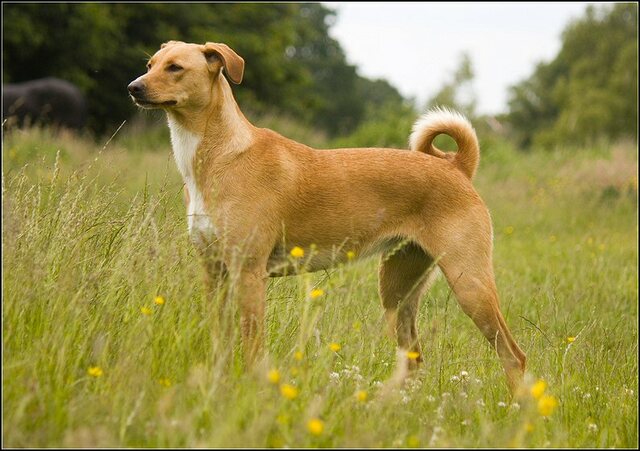 85 Rio en honden 5 juni
