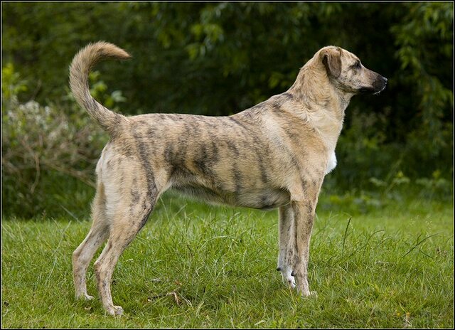 87 Rio en honden 5 juni