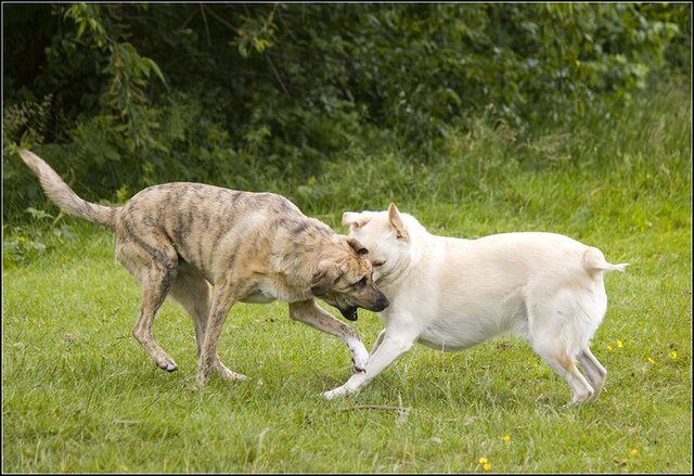 91 Rio en honden 5 juni