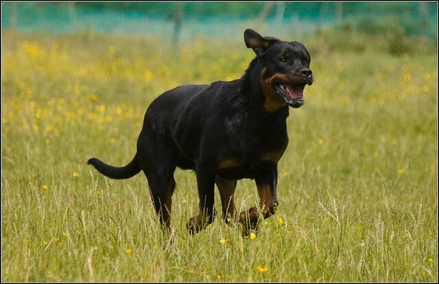 97 Rio en honden 5 juni