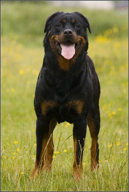 108 Rio en honden 5 juni