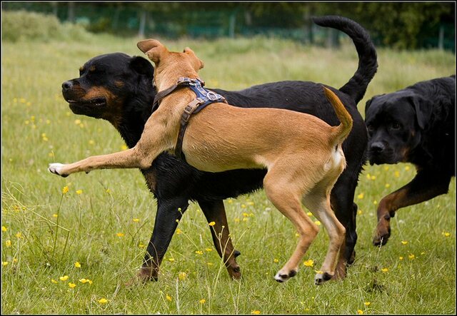 110 Rio en honden 5 juni