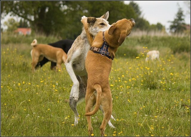 112 Rio en honden 5 juni