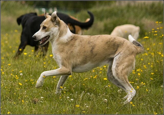 116 Rio en honden 5 juni