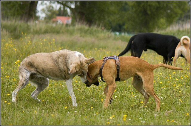 117 Rio en honden 5 juni