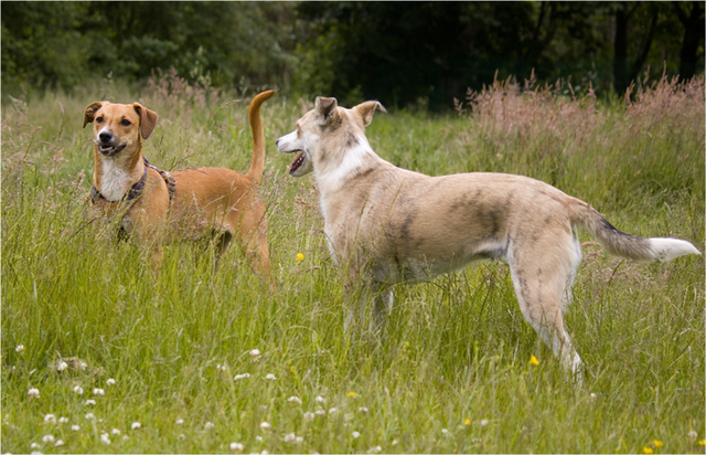 126 Rio en honden 5 juni