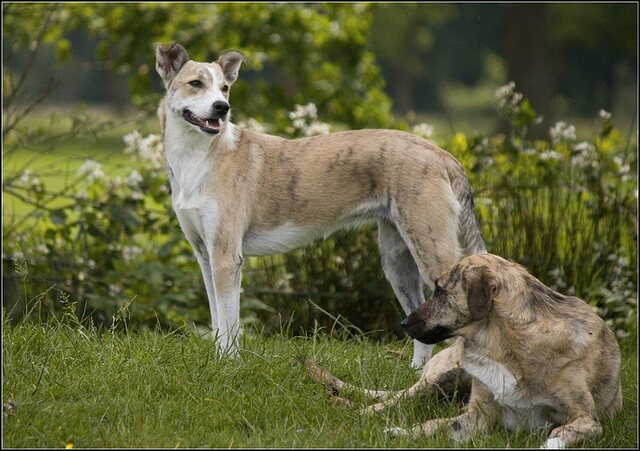 134 Rio en honden 5 juni