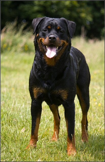 137 Rio en honden 5 juni