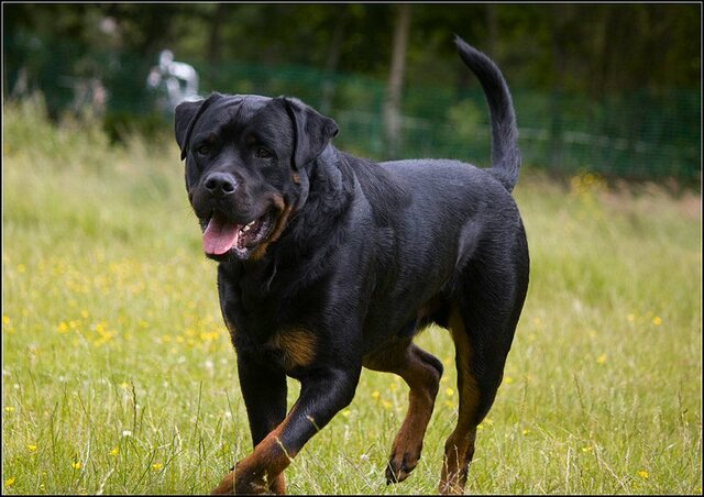 144 Rio en honden 5 juni
