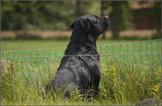 149 Rio en honden 5 juni