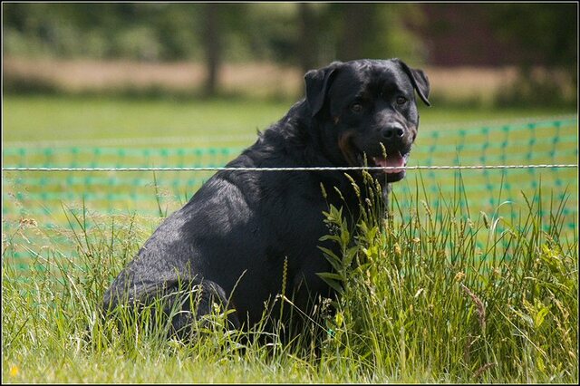 150 Rio en honden 5 juni
