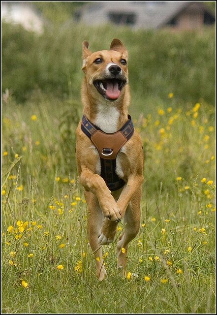 155 Rio en honden 5 juni
