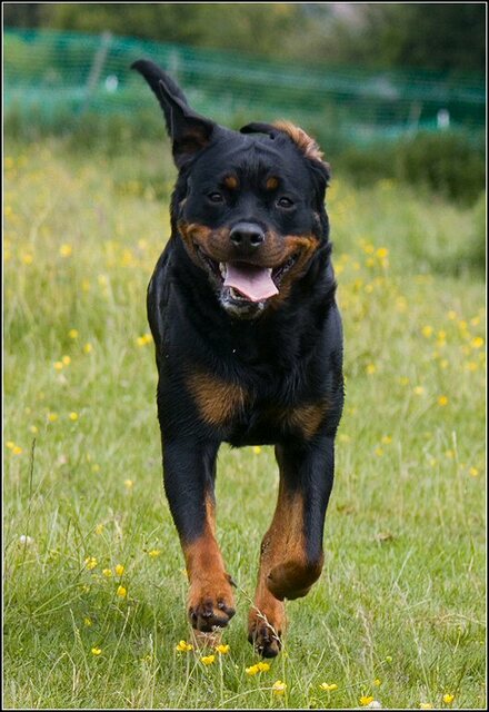 159 Rio en honden 5 juni