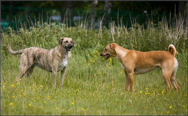 162 Rio en honden 5 juni