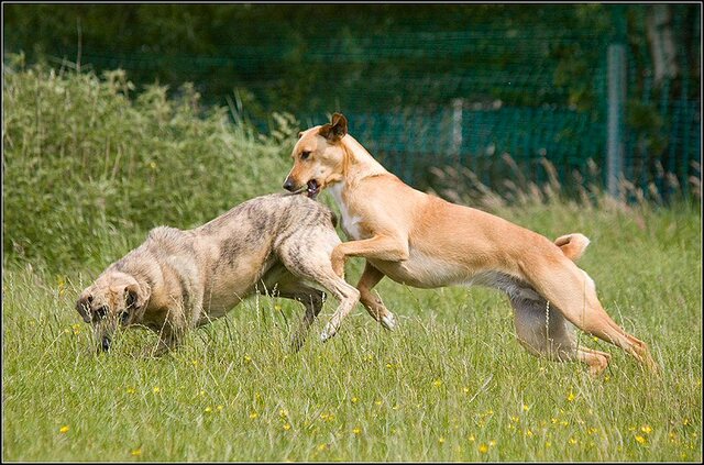 166 Rio en honden 5 juni