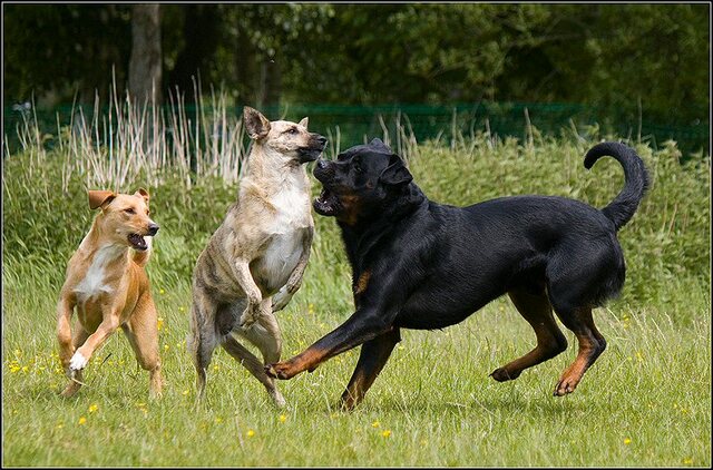 168 Rio en honden 5 juni