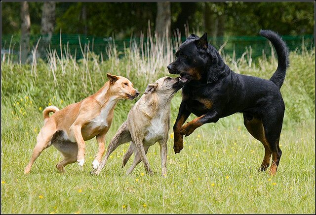 169 Rio en honden 5 juni