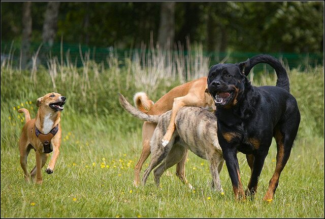 172 Rio en honden 5 juni