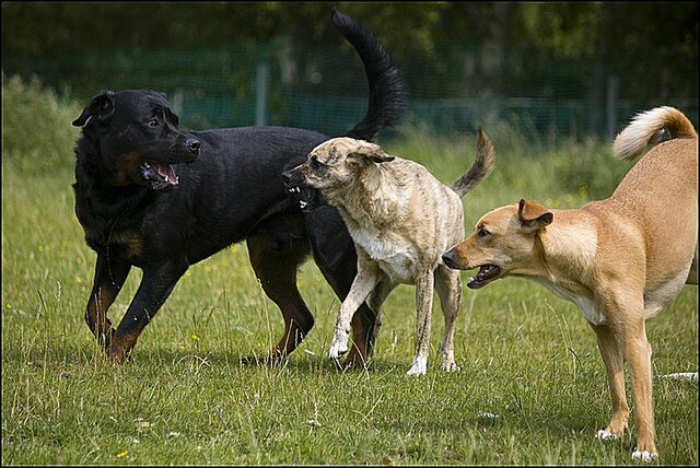 173 Rio en honden 5 juni