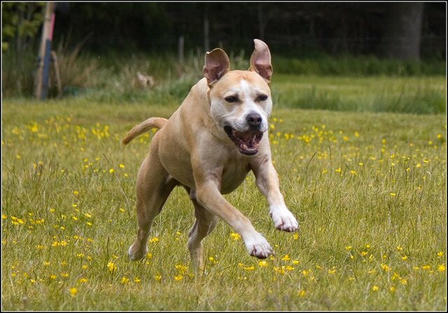 16 Rio en honden 5 juni
