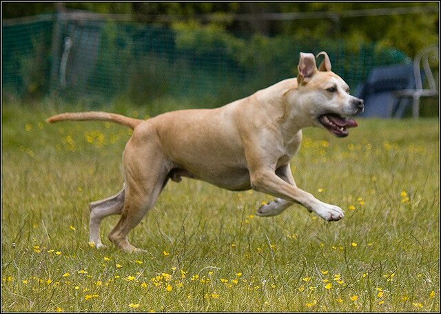 20 Rio en honden 5 juni