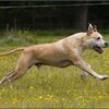 21 - Rio en honden 5 juni