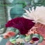 Entrega de flores a santiago - Picture Box