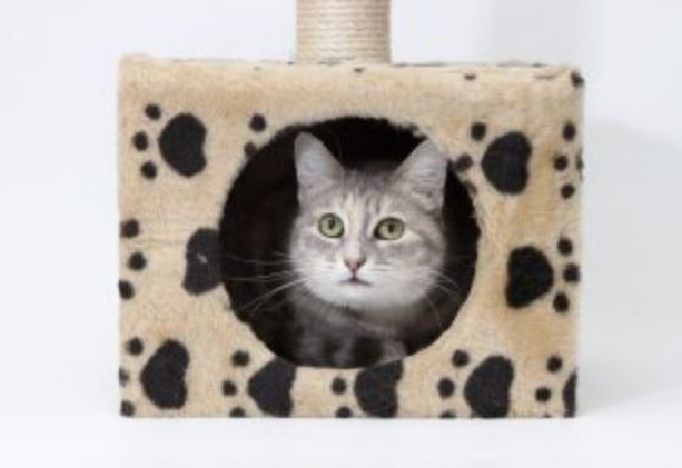 6 Kittysitty
