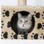 6 - Kittysitty