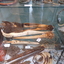 P1350991 - etnografica
