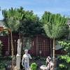 Mini Dennen 20-06-25 - Garden 2023 & 2024 & 2025