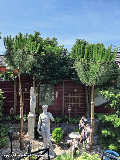 Mini Dennen 20-06-25 Garden 2023 & 2024 & 2025