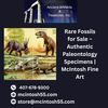 Fossils & Paleontology – Rare Specimens for Sale | McIntosh Fine Art