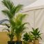 Tropical Plant Rental - Tropical Plant Rentals Official