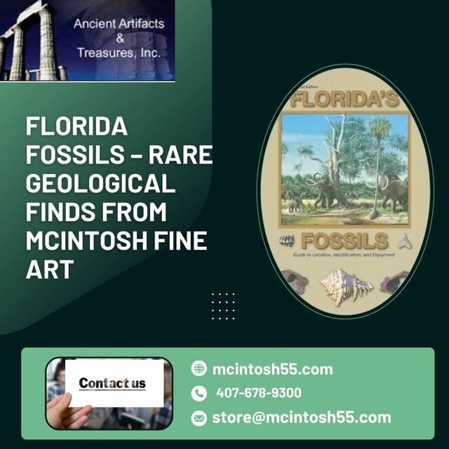 Florida Fossils – Rare Geological Finds from McInt Florida Fossils – Rare Geological Finds from McIntosh Fine Art
