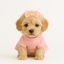 toy puppies - Puppy Heaven - Teacup & Toy Puppies